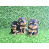 Yorkshire Mini Cachorros Yorkshire