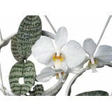 Orquídea Phalaenopsis Philippinensis Espécie Rara