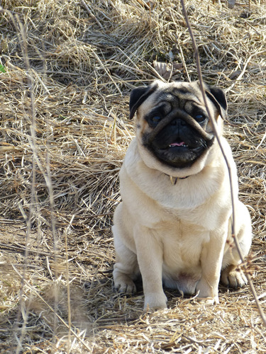 Sublime Pug Criadero Mascotassaintdaniel N6