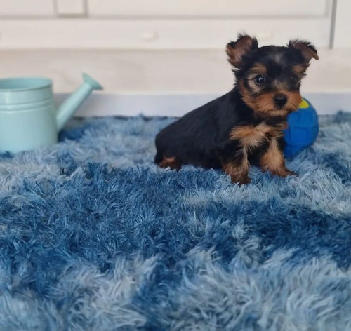 Cachorros Yorkshire Miniatura 