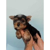 Cachorros Yorkshire Terrier