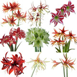 Bulbos De Amaryllis Deluxe Edition X1 Con Maceta Y Sustrato