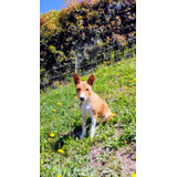 Cachorros Basenji Medellin Animal Pets Colombia 