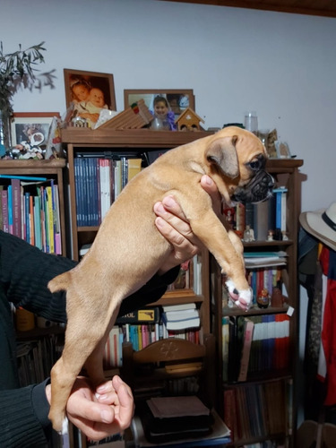 Cachorros Bóxer El Mejor Regalo Para El Día Del Padre