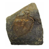 Sunnyhill Real Trilobite Fósil, Ven De Hunan Occidental De C