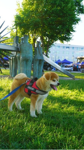 Akita Inu