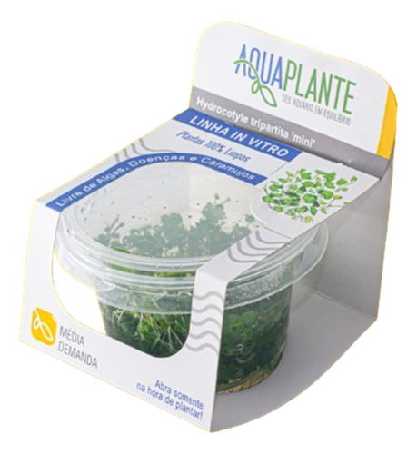 Planta Aquaplante Hydrocotyle Tripartita Mini