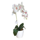 Arreglo Floral Orquídea Blanca En Maceta  Decoracion Regalo
