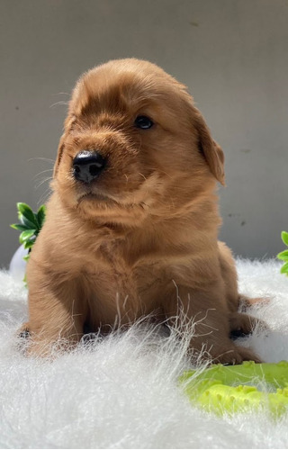 Pet Perros Golden Retriever Listos Cachorros Disponibles