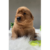 Pet Perros Golden Retriever Listos Cachorros Disponibles