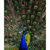 Vinilo Decorativo 40x60cm Pavo Real Pluma Fauna Hermoso M5