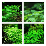 Hydrocotyle Tripartita Planta Carpete Aquario Plantado Nano