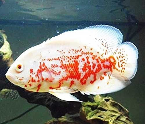 Peixe Oscar Red Tiger Albino Genética Cor Garantida 6cm