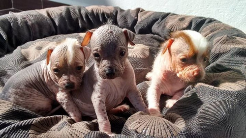 Xoloitzcuintles Miniaturas Con Pedigree Internacional