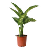Planta De Interior Dieffenbachia Tropic 2l - Diefembaquia 