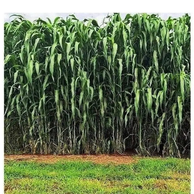 Sorgo Forrageiro Gigante 20kg Tipo Boliviano! Top | Parcelamento sem juros