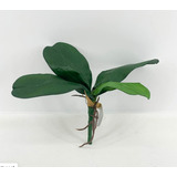 Mata Orquidea 29 Cm X 4 Verde
