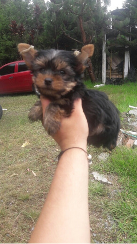 Yorkshire Terrier 