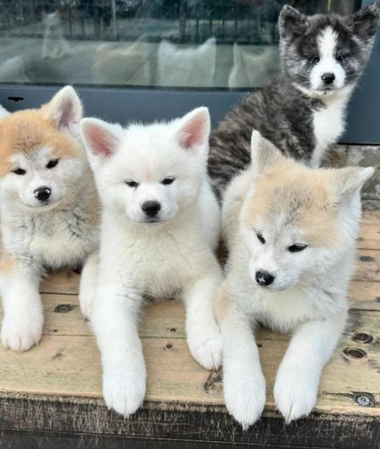 Cachorros Akita Inu Japones