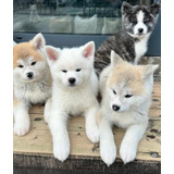 Cachorros Akita Inu Japones