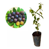 Plantas De Guaviyú - Delicioso Frutal Nativo!!!