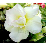 Rosa Del Desierto Double-white-rose ( 1 Planta)