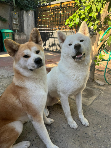 Cachorros Akita Inu Inscritos En El Kenel Club