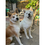 Cachorros Akita Inu Inscritos En El Kenel Club