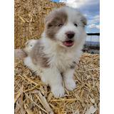 Border Collie Cachorros (criadero Can-peones)