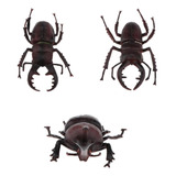 A 3 Piezas De Insectos De Escarabajo Surtidos Artificiales