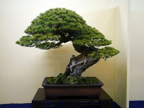 10 Semillas Pino Negro Japones, Para Bonsai