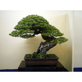 10 Semillas Pino Negro Japones, Para Bonsai