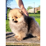 Pomerania Cachorro Con Fca Y Microchip En Blgrano R 