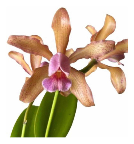 Orquídea Catleya Gutata X Loddigesi Adulta