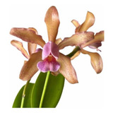 Orquídea Catleya Gutata X Loddigesi Adulta