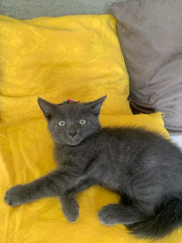 Gata Cinza Blue Sua Melhor Aquisição  50 Dias *chartreux *