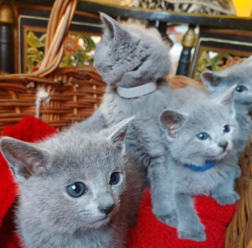 Gatos Azul Ruso