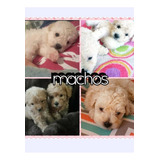 Machos De Caniche Mini Toy  Blanco Beige O.apricot