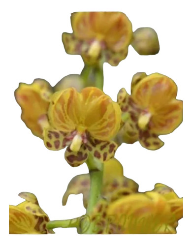 Orquídeas Oncidium Paranaense Envío A Todo El País 