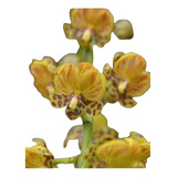 Orquídeas Oncidium Paranaense Envío A Todo El País 