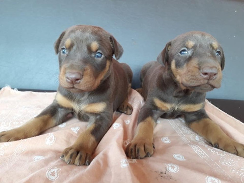 Cachorros Pinscher