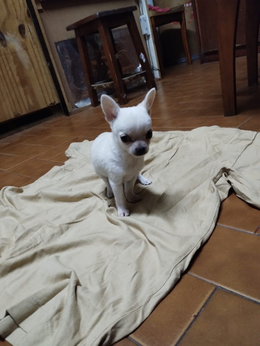 Cachorro Chihuahua