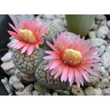 20 Semillas De Lithops Berriculosa  + Instructivo 