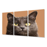 Cuadro Trip 40x60 Gato Bebe Gato Blanco Frente Tierno