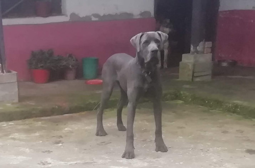 Monta De Gran Danés Azul Raza Pura   Lugar: Pupiales Nariño 