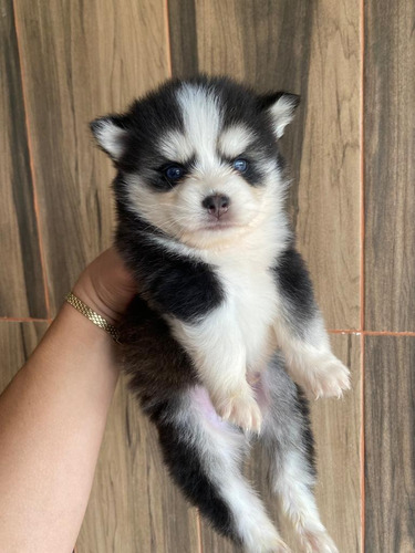 Cachorrito Pomsky Miniatura Cachorro Lobo Miniatura Puppy 