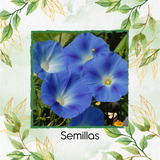 12 Semillas De Flor Clemátide (13)