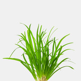 Sagitaria Subulata Tapizante Plant - Unidad a $1330