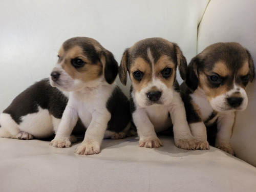 Cachorros Beagles Padres A La Vista