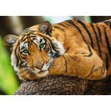 Tigre Majestuoso Rompecabezas 500 Pz Trefl Naturaleza